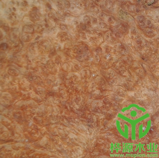 紅花樟樹榴木皮0.5mm價格實惠，高檔樹榴木皮品質保證